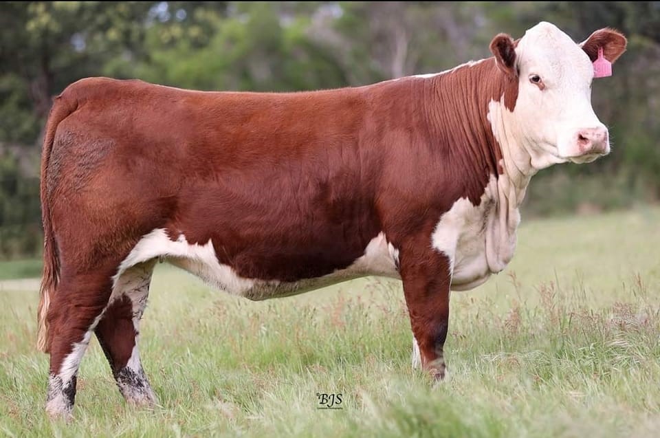 flydende Kronisk chauffør Hereford cows and calves peak at $4750 while steers hit $3231 – Herefords  Australia